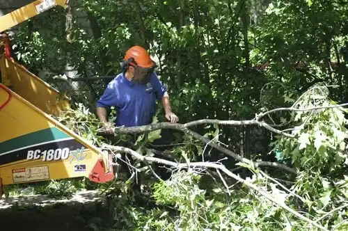 tree services High Falls